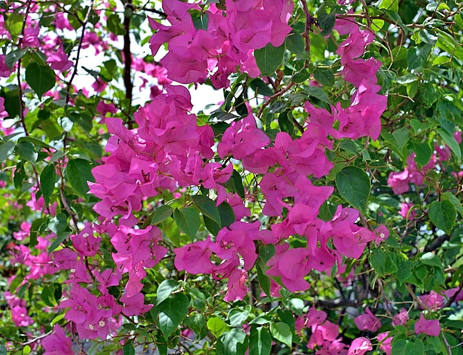 Les Merveilleux Flots de la Mer