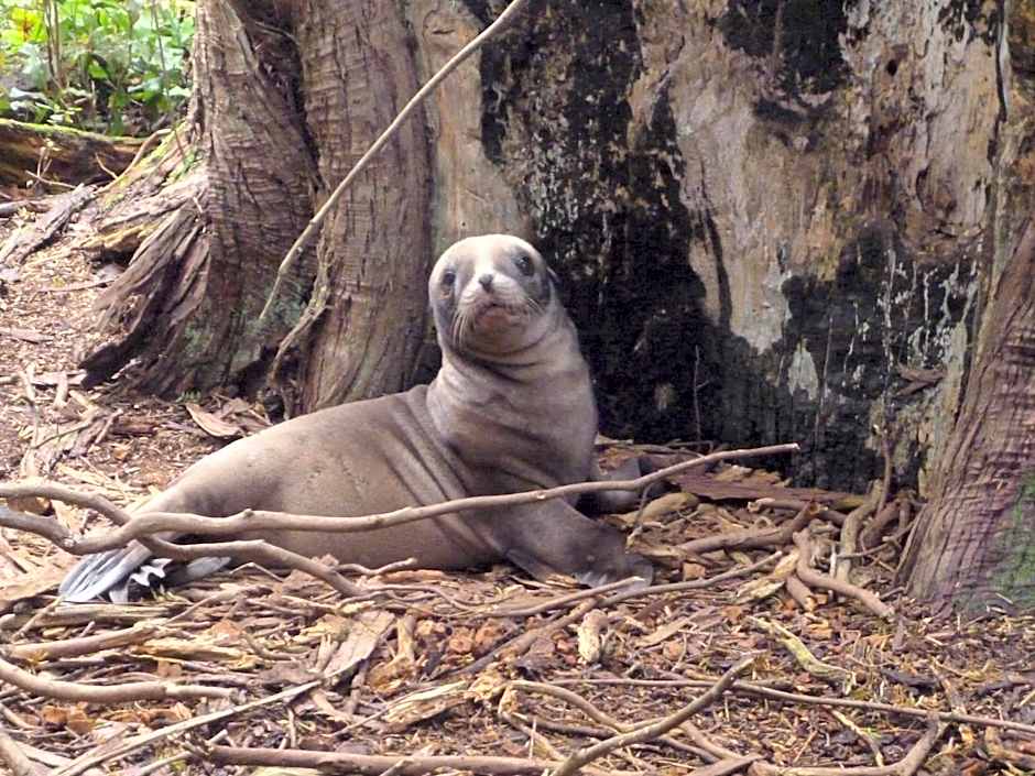 Surat Bay Lodge by the Sea/Backpackers Hostel