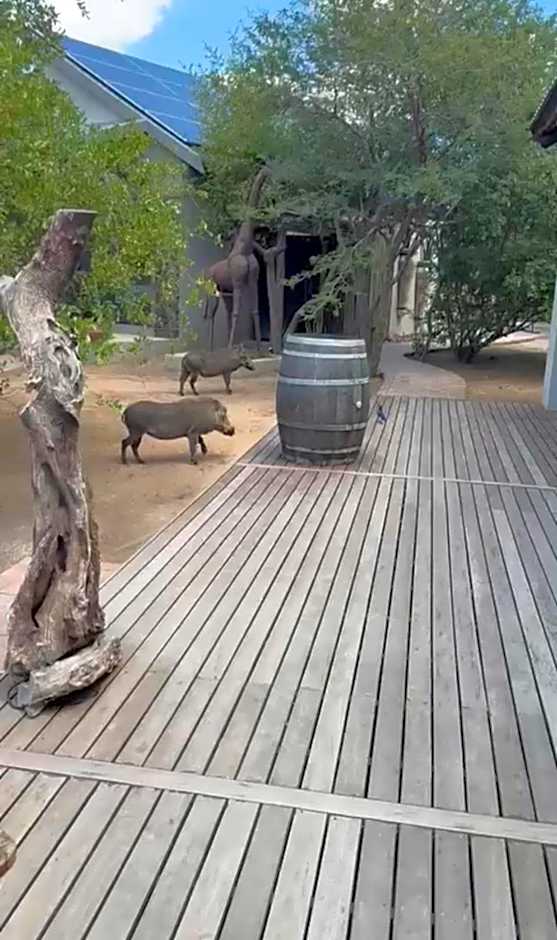 The Baobab Bush Lodge and Villa