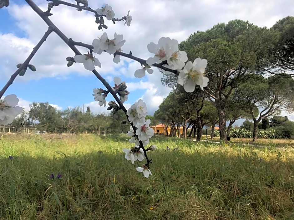 Turtle Island Apartments