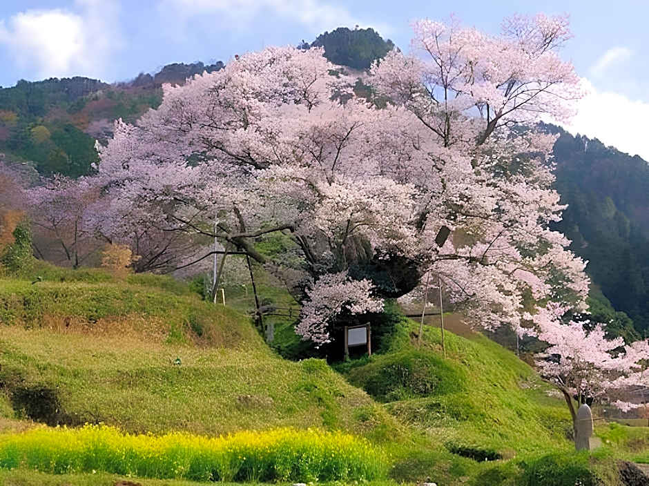 Nara Hakushikaso