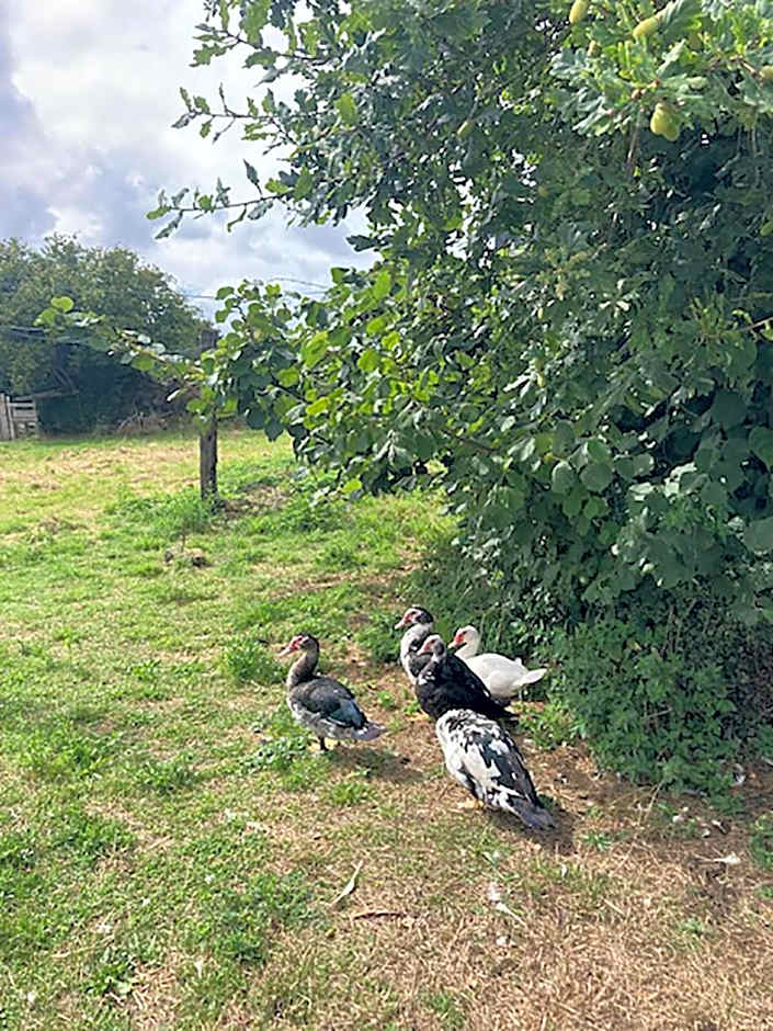 La Vieille Foulonnière : Chambres d'hôtes & Permaculture