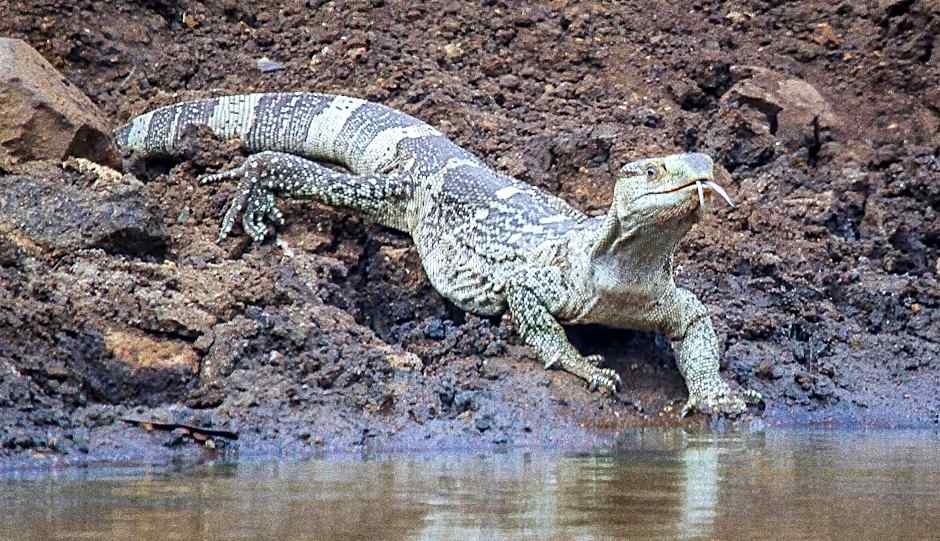 Sungulwane Private Game Lodge