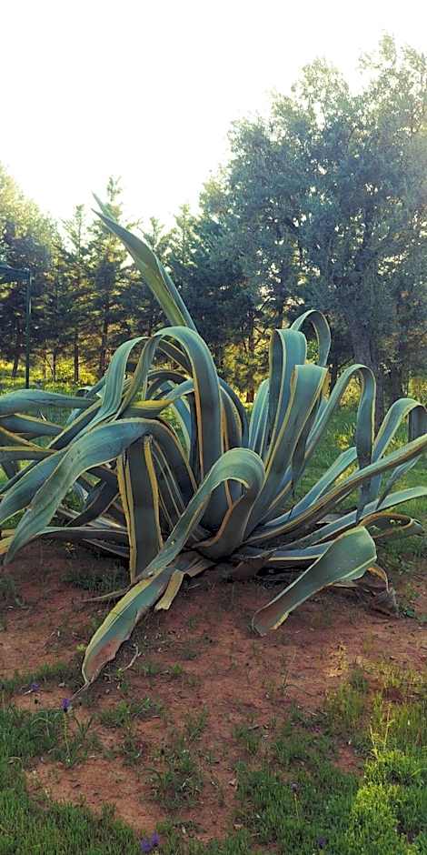 La Piana degli Ulivi