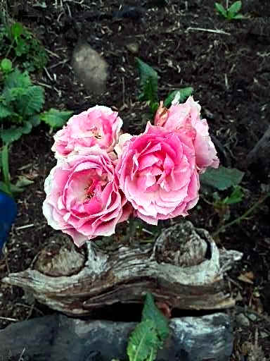 Pousada Chales Aconchego Serrano