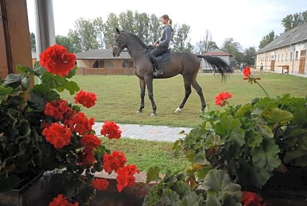 Viktória Lovas Panzió