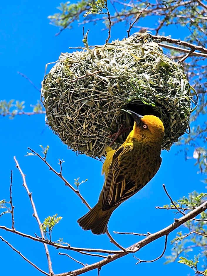 Garden Route Safari Camp