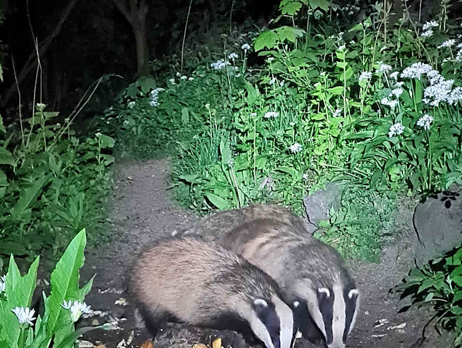 Badger Bar