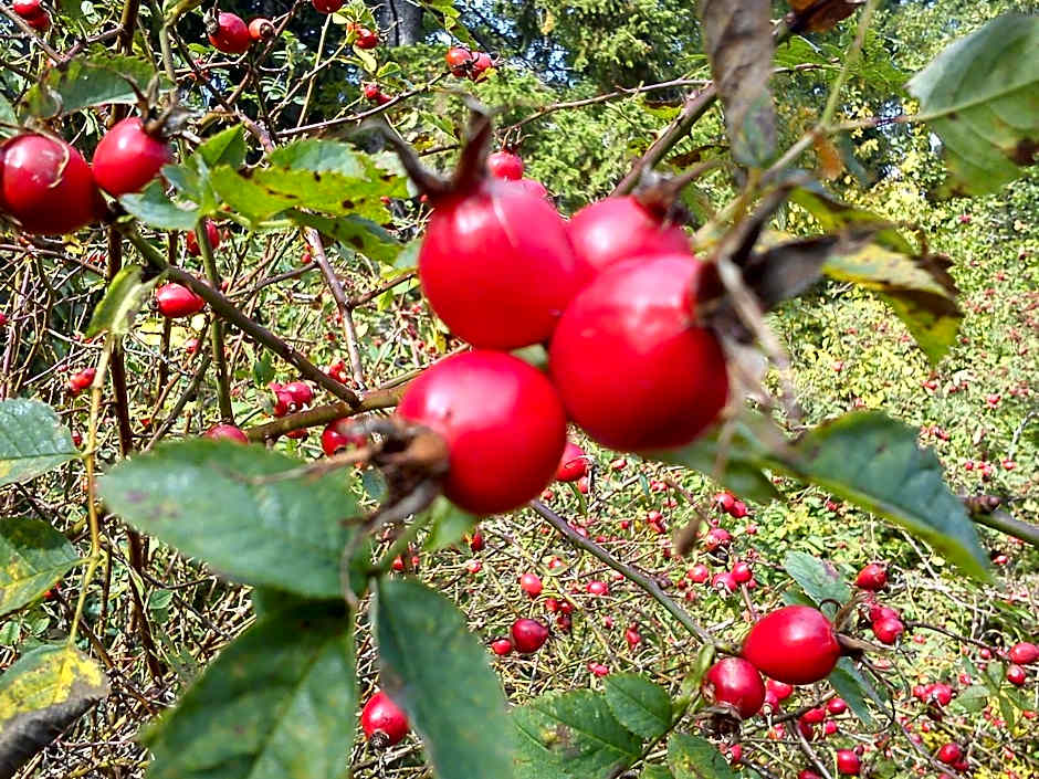 Hvilan V-hem Norrtälje AB