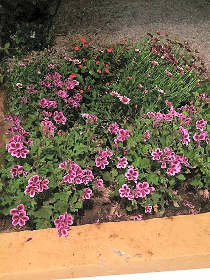 On Holiday Between Sky And Sea geco Di Campiglia pet friendly big garden