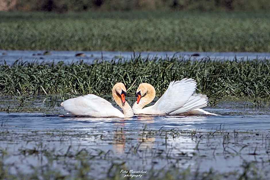 Noclegi nad Biebrzą Stara Szkoła
