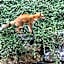 Le Renard d'Introd