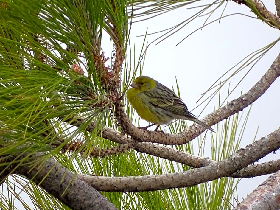 Rickaty Lodge Bed and Breakfast, Airport Hotel, Hotel de aeropuerto, Las Palmas Airport, Gran Canaria Airport, LPA, Spain