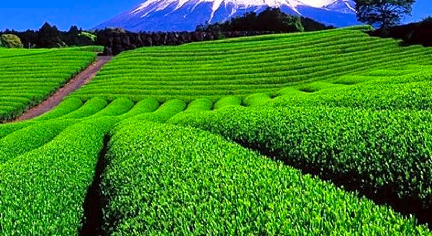 Cabinhouse Yado Fujinomiyaten