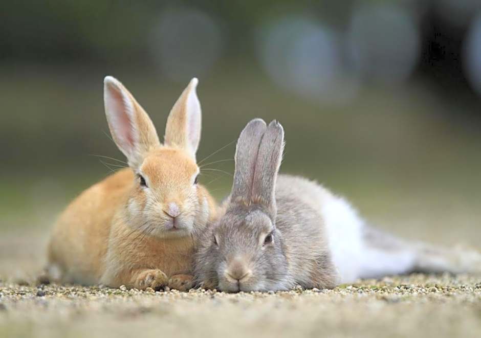 Kyukamura Ohkunoshima