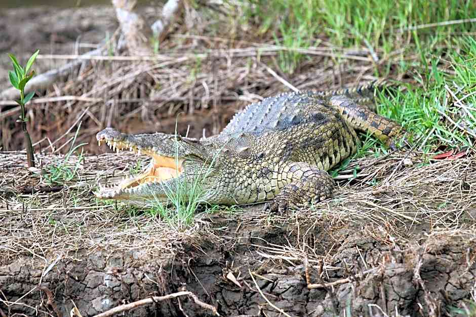 Whalesong Guest House
