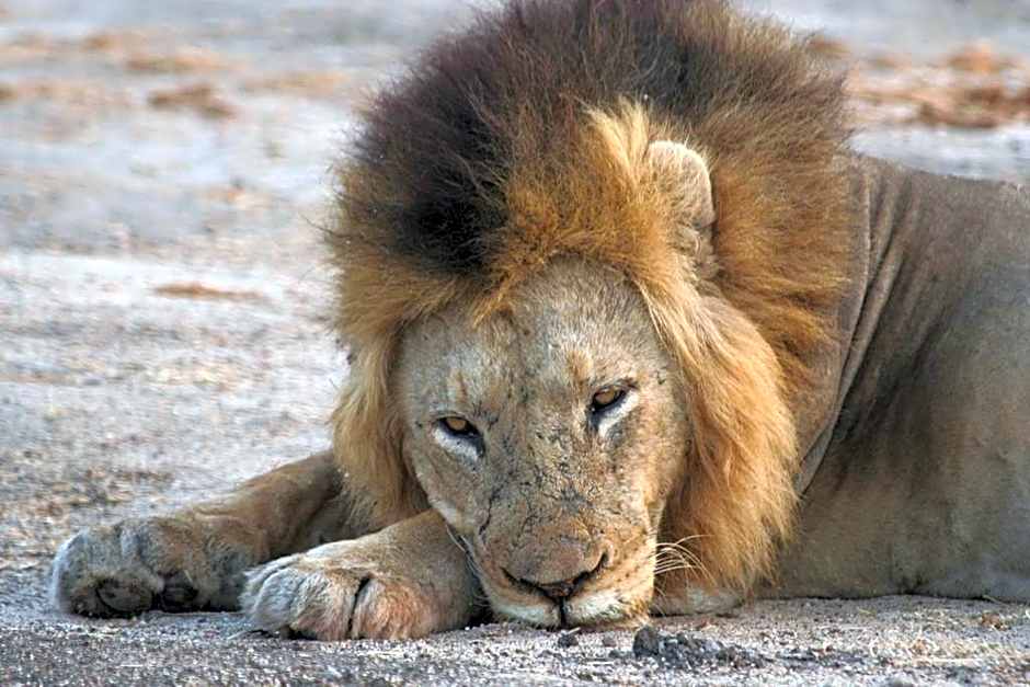 Bothabelo Bed and Breakfast