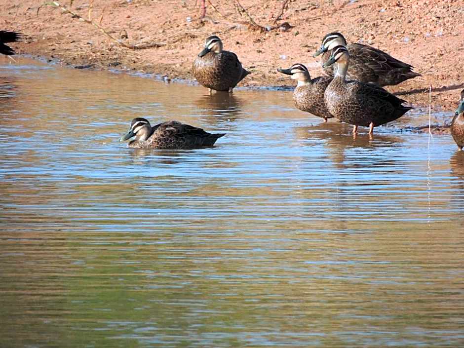 The Carriages Boutique Hotel and Vineyard