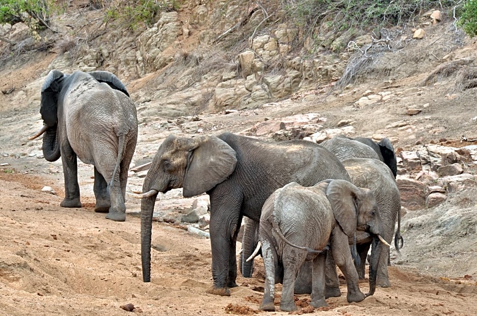 Hamiltons Tented Camp