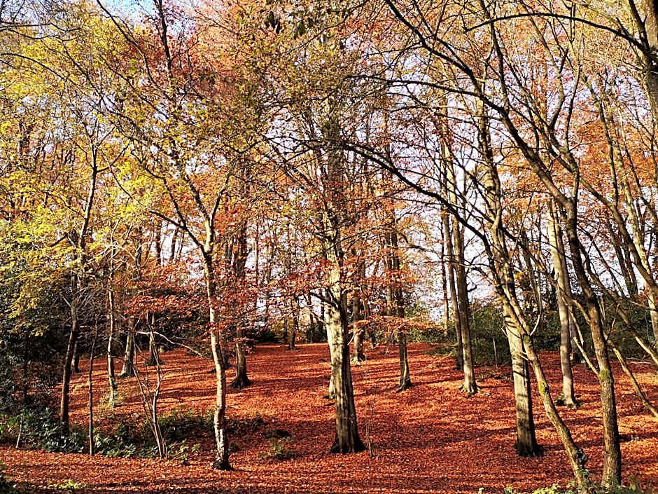 Abacus Bed and Breakfast, Blackwater, Hampshire