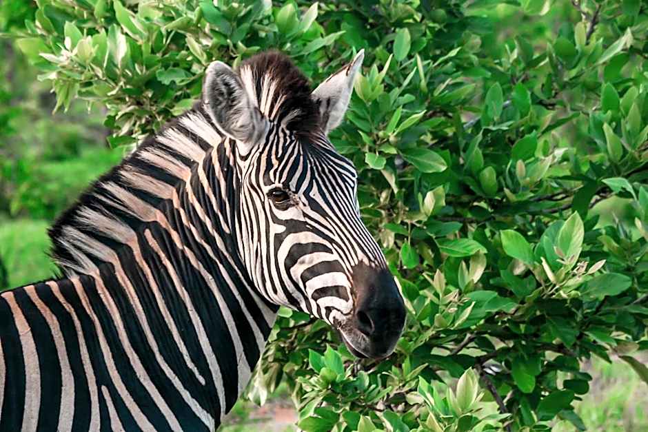 Honeyguide Tented Safari Camp - Khoka Moya