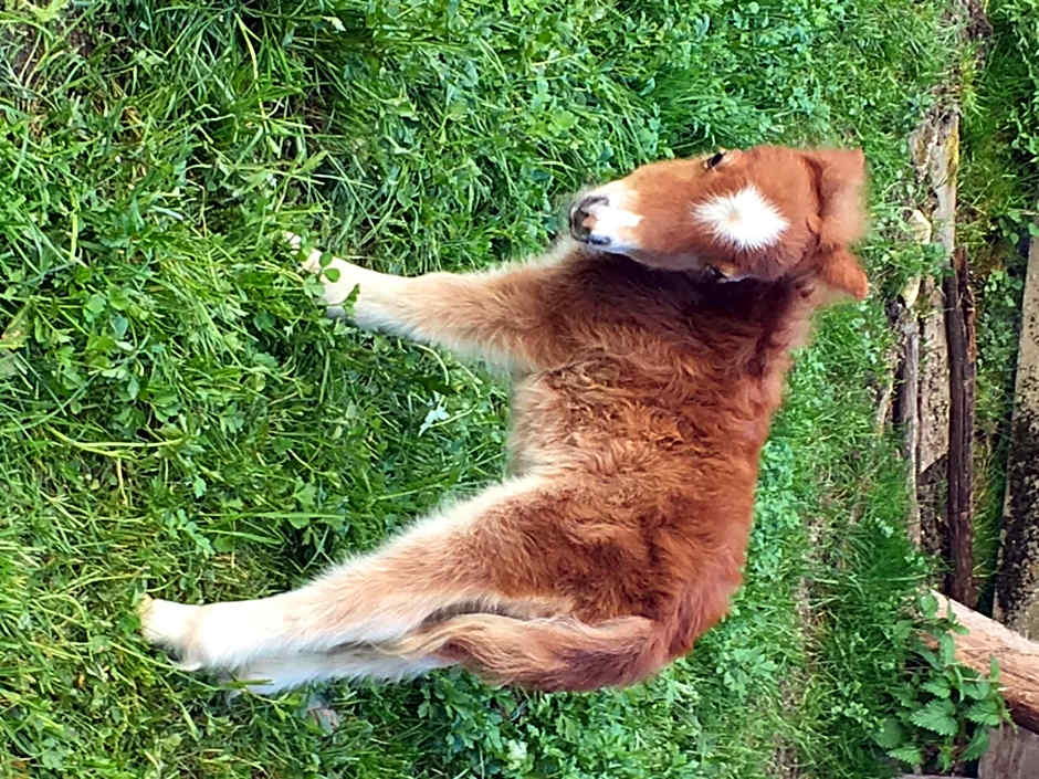 Hotel Hammerwirt - Forellenhof