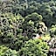 Green Forest Tangkahan