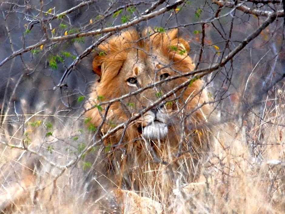 Zazu Private Bush Lodge, Formerly Masodini