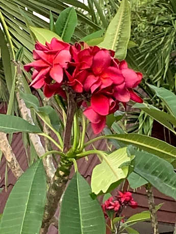 Standard Bungalow with Fan