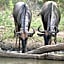 Makumu Private Game Lodge