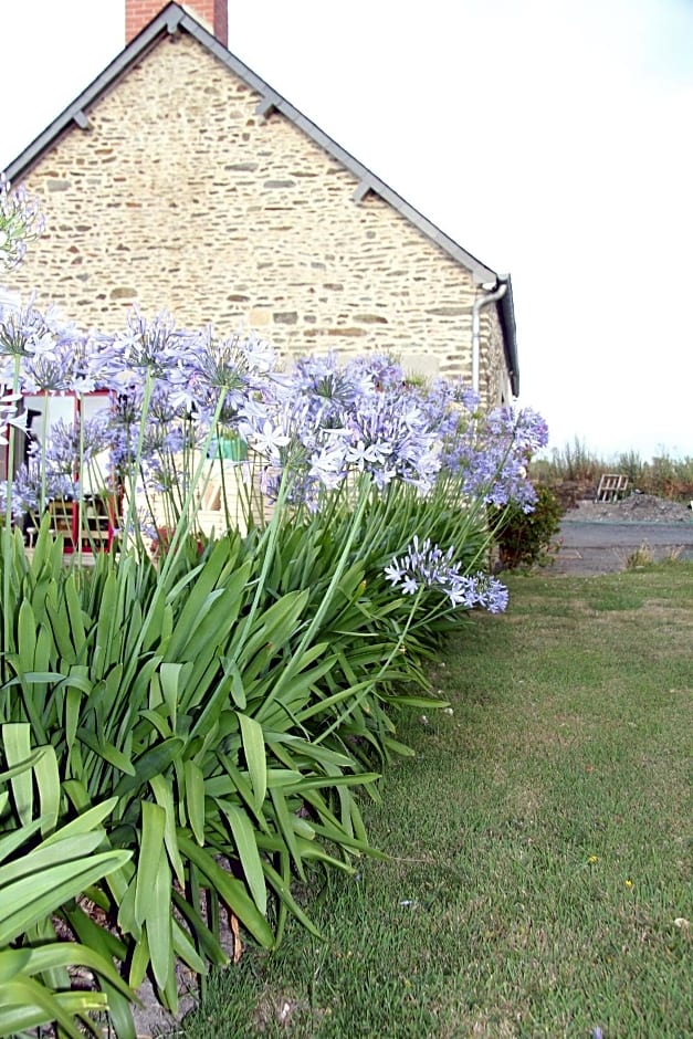 Les Agapanthes