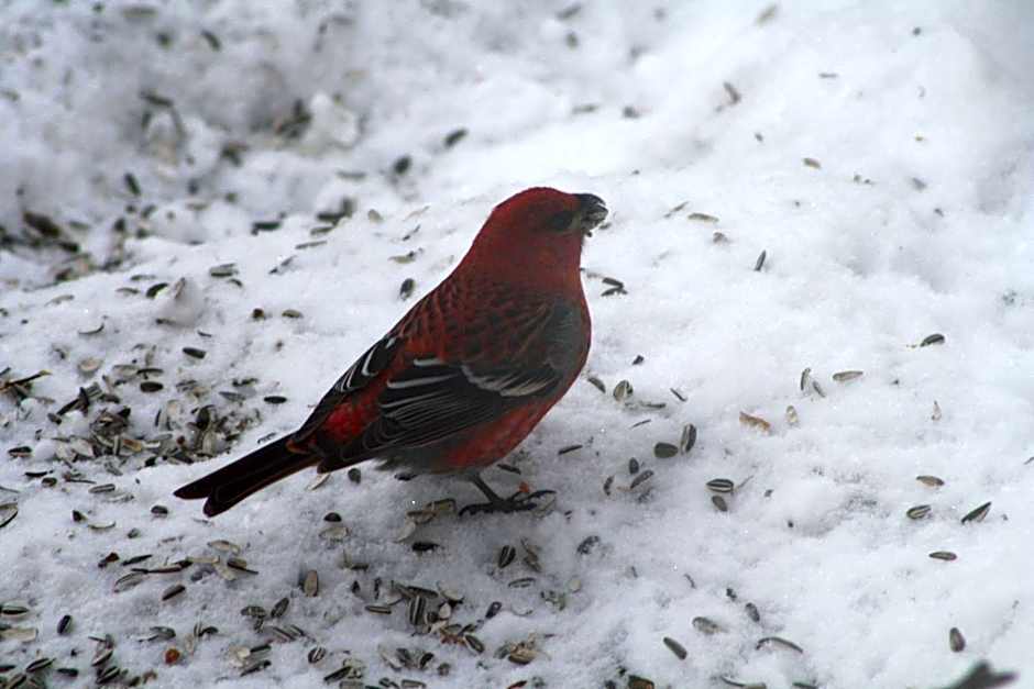 Neljän Tuulen Tupa