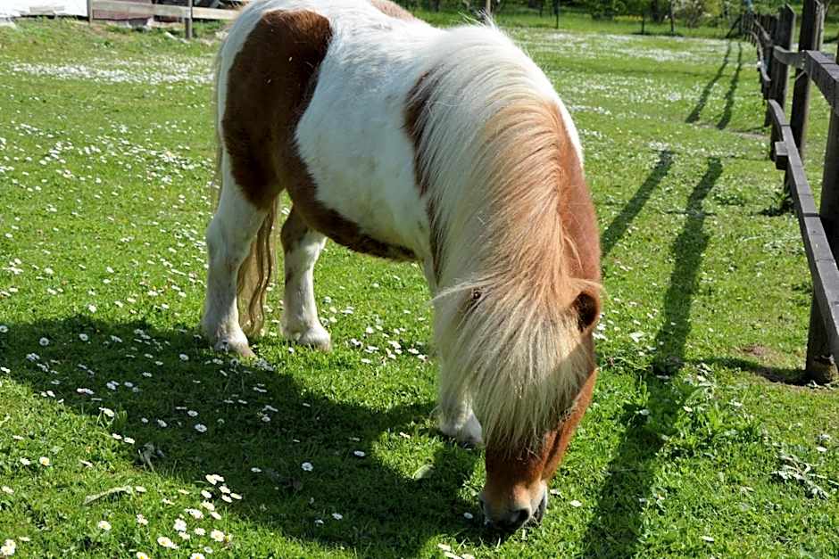 Reethäuser auf Rügen