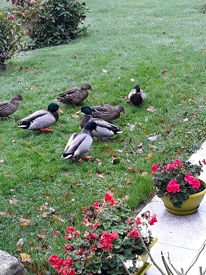 La mare aux canards