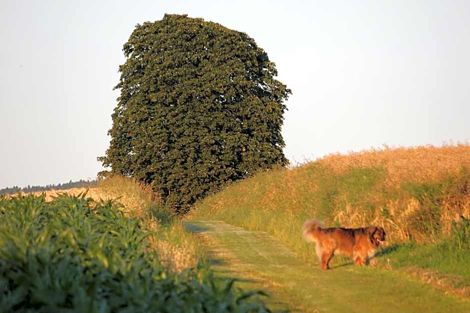 Hotel Pension Haus Stork