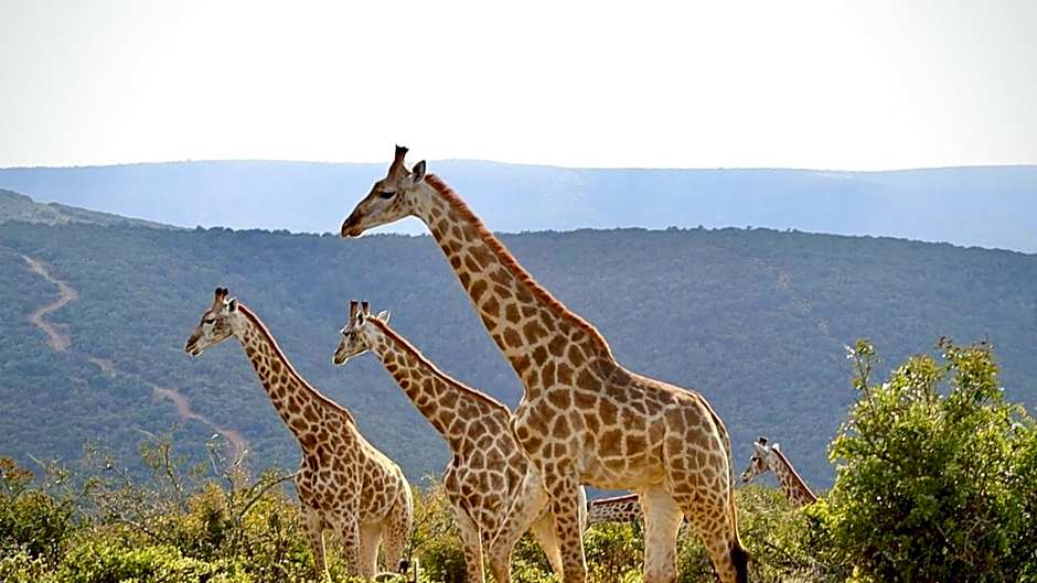 Addo Elephant Safari Lodge - Bellevue Forest Reserve