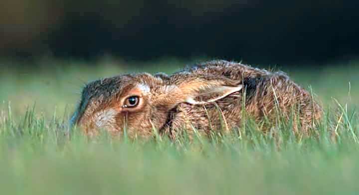 Plumptons Farm Holiday Lodges