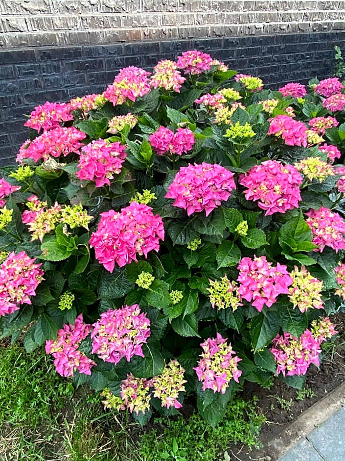 B&B nancy in holland met eigen badkamer , Jacuzzi niet inclusief , independent bathroom jacuzzi not included