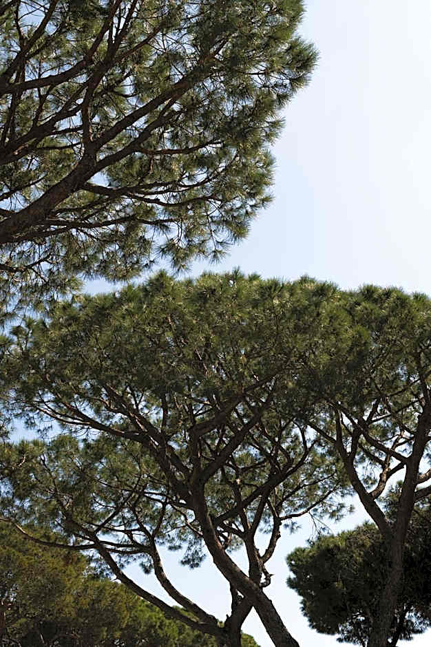 Apartamentos Porta Coeli