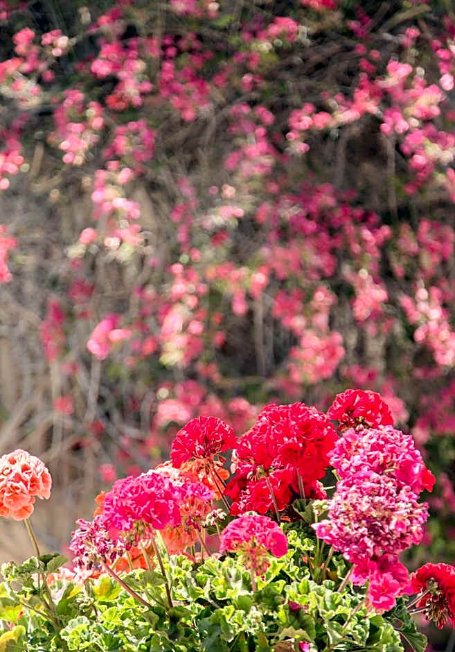 Flacalco Hotel & Apartments