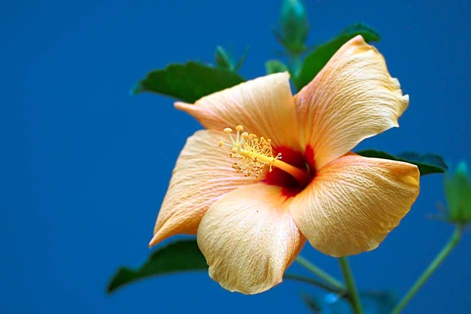 Yakushima Green Hotel