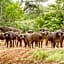 Elandela Private Game Reserve and Luxury Lodges Pty Ltd