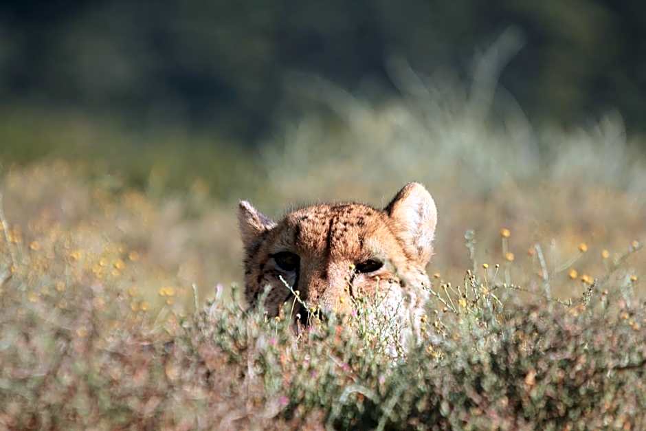 Mount Camdeboo Private Game Reserve by NEWMARK