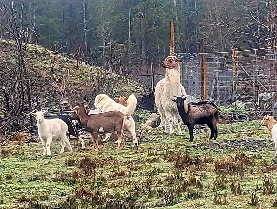 Mushroom theme cabin on 33 Acre Farm