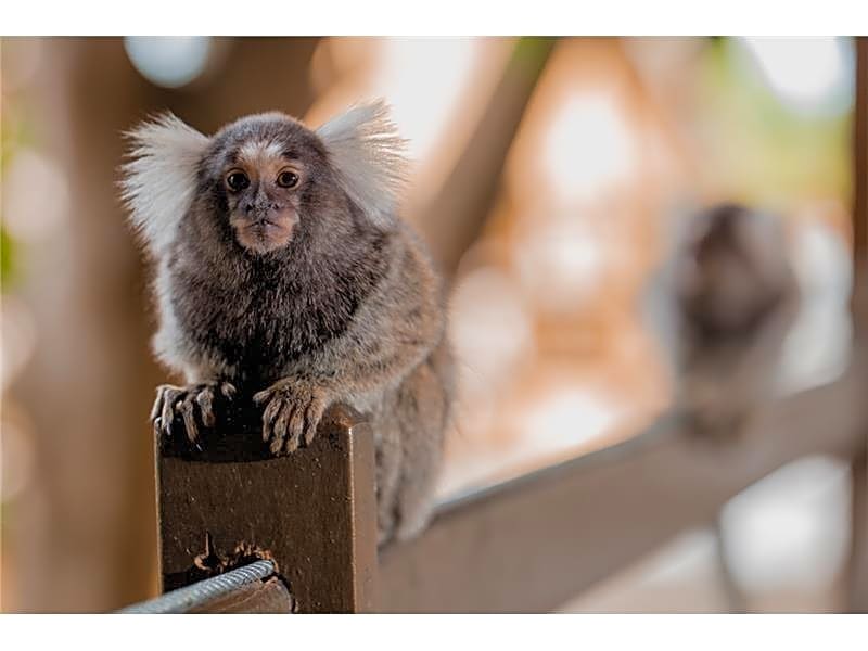 Pousada Bicho Preguica Pipa