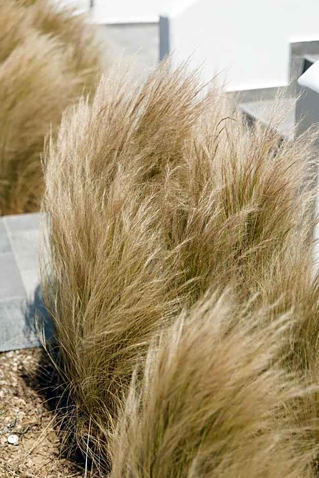 Mazera Boutique Hotel