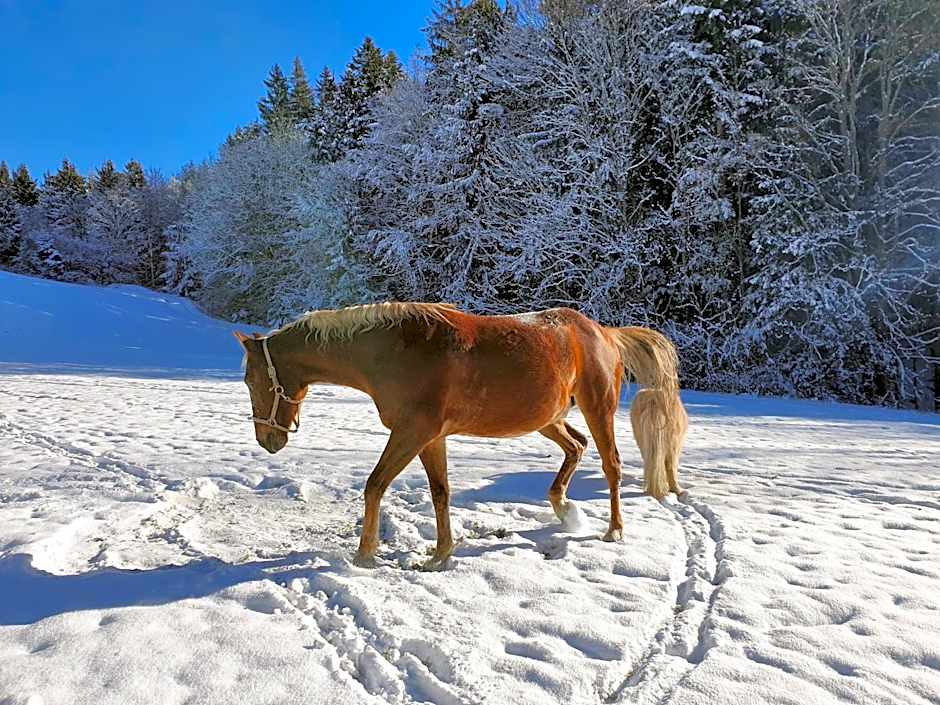 Grubhof Appartements