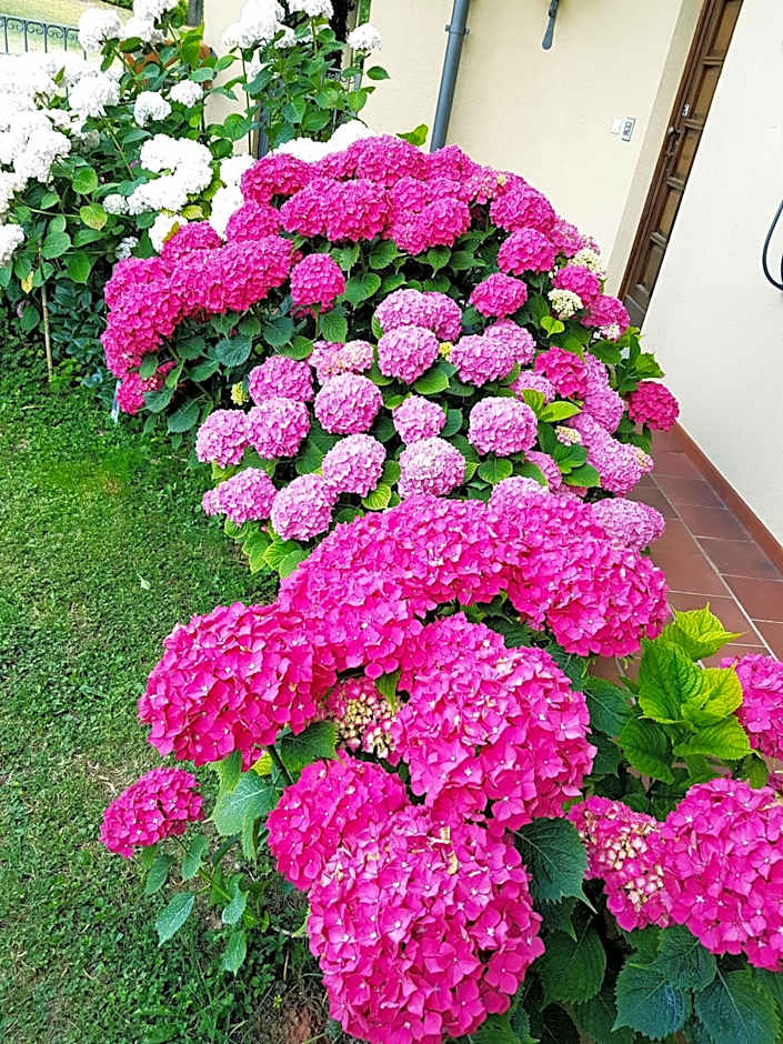 Villa Bellavista Alba, B&B