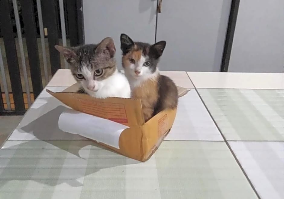 Farm House kohyaoyai