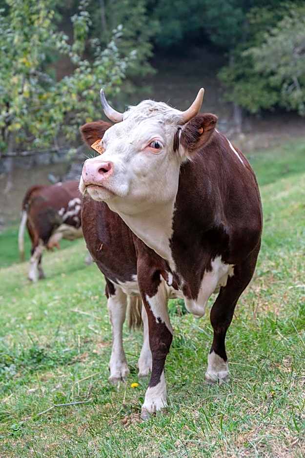 Agriturismo La Clochette